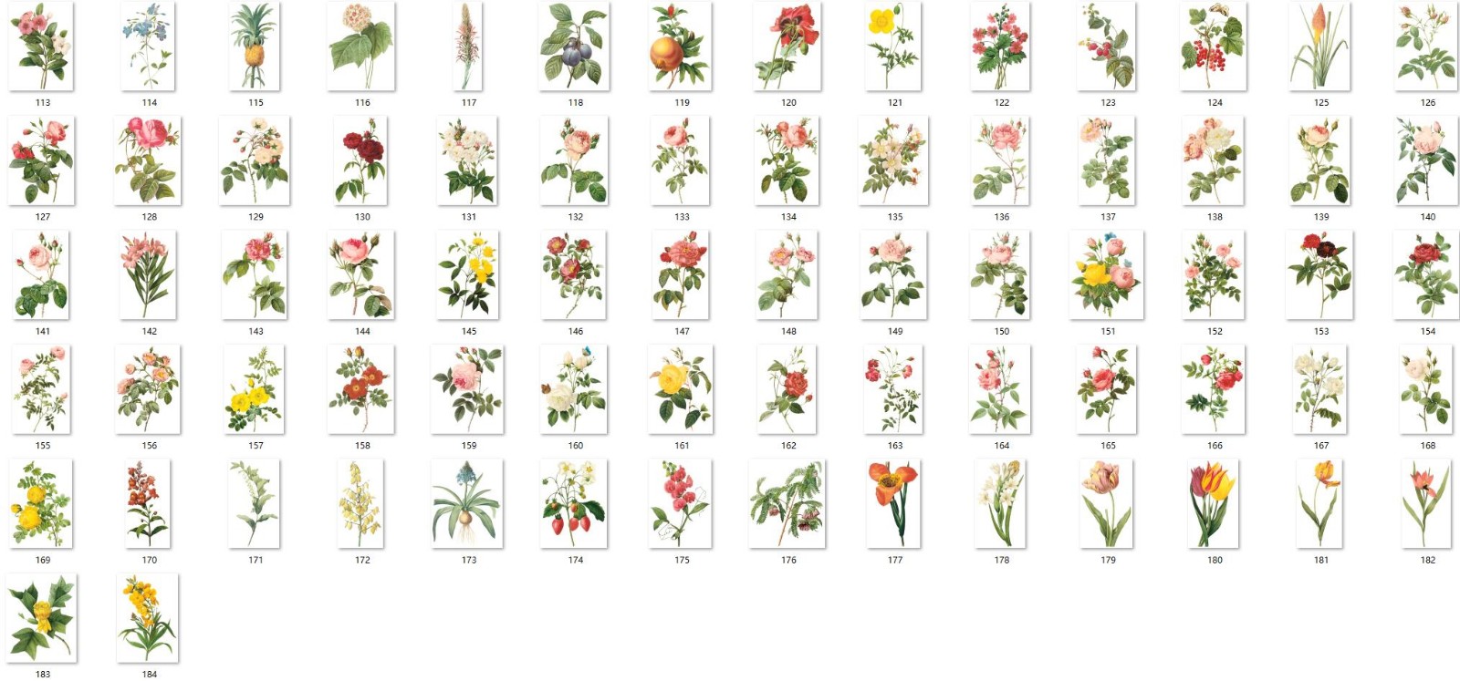 184张花卉植物果实装饰画图片素材